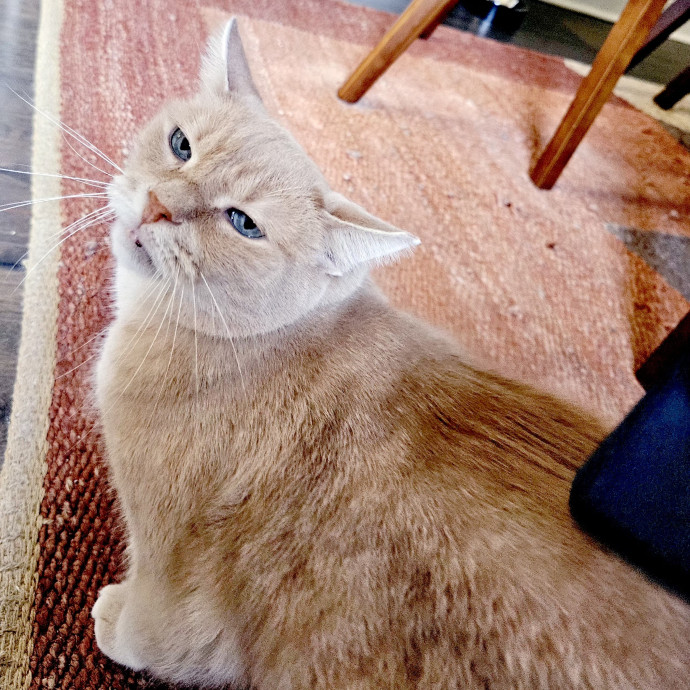 Cat-Oholics Anon Member