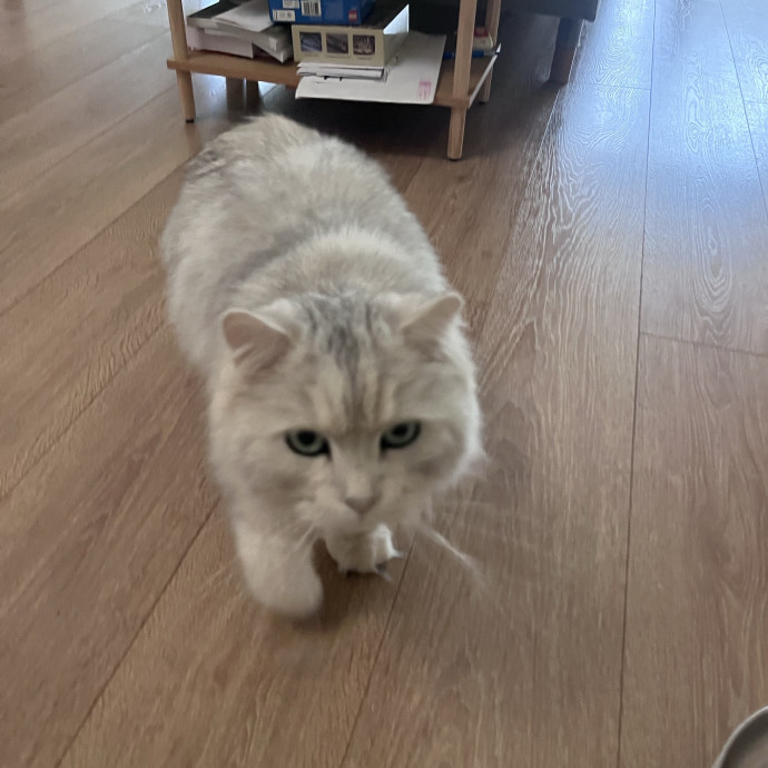 Loving And Experienced Cat Sitter