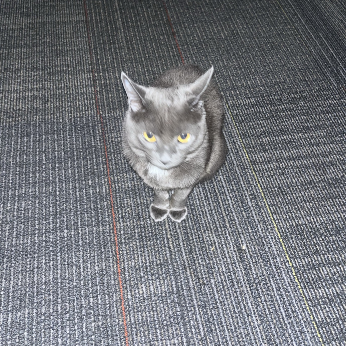 Loving And Experienced Cat Sitter photo 2