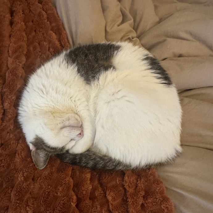 Kind Patient Loving Cat Dad photo 3
