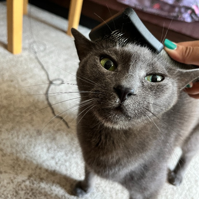 South Brooklyn Cat Sitter