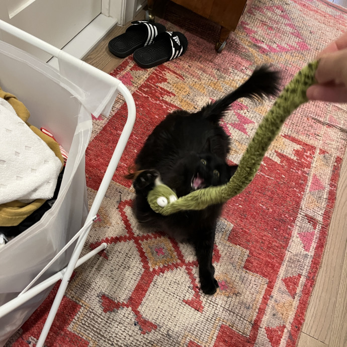 South Brooklyn Cat Sitter