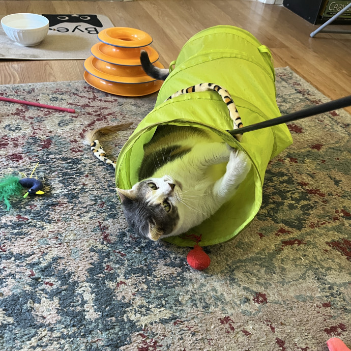 South Brooklyn Cat Sitter