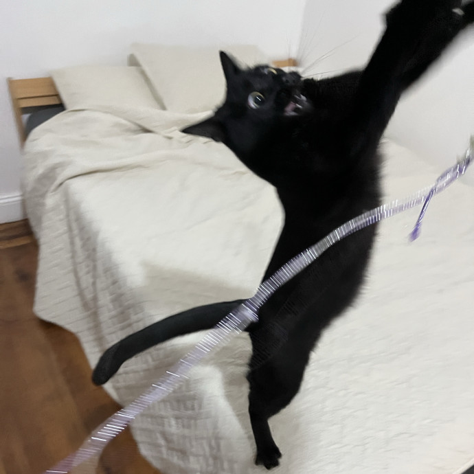 South Brooklyn Cat Sitter photo 3