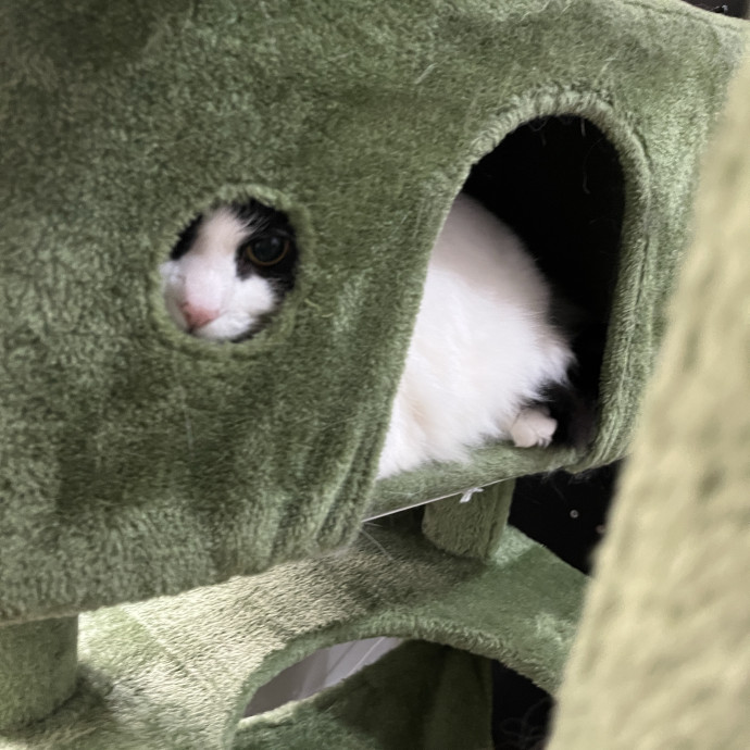 South Brooklyn Cat Sitter photo 2