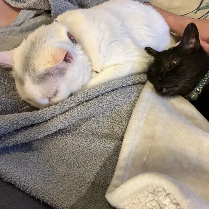 Colleen's Cat Sitting