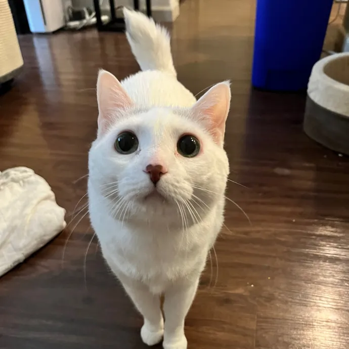 Colleen's Cat Sitting