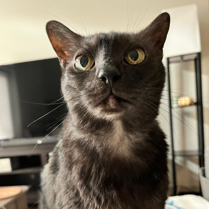 Colleen's Cat Sitting