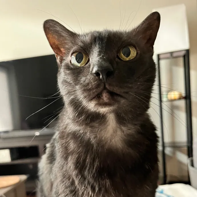 Colleen's Cat Sitting