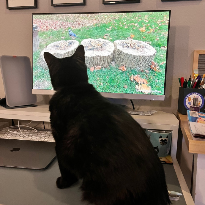Colleen's Cat Sitting