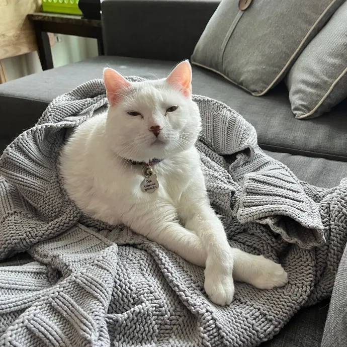 Colleen's Cat Sitting photo 3