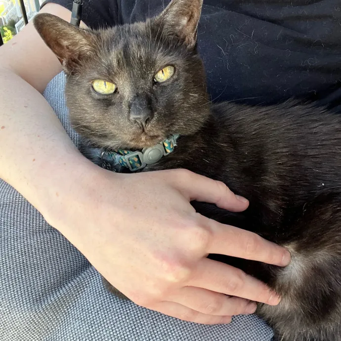 Colleen's Cat Sitting photo 2