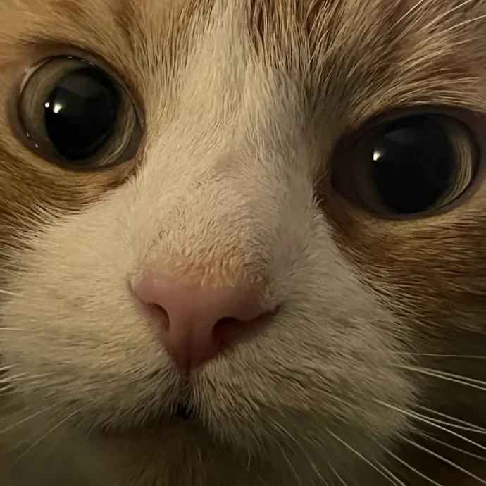 Experienced Kitty Foster