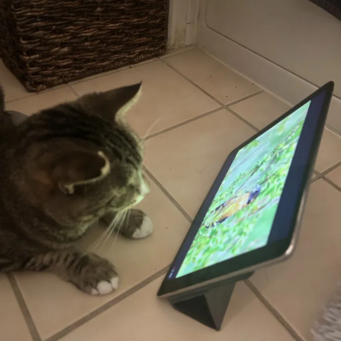 Experienced Kitty Foster