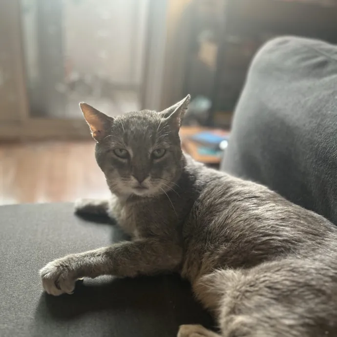 Experienced Kitty Foster