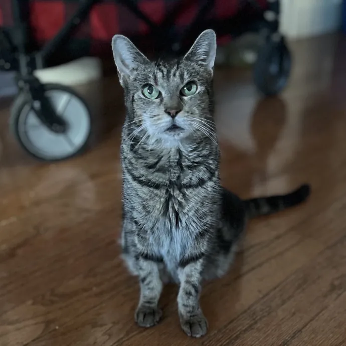 Experienced Kitty Foster