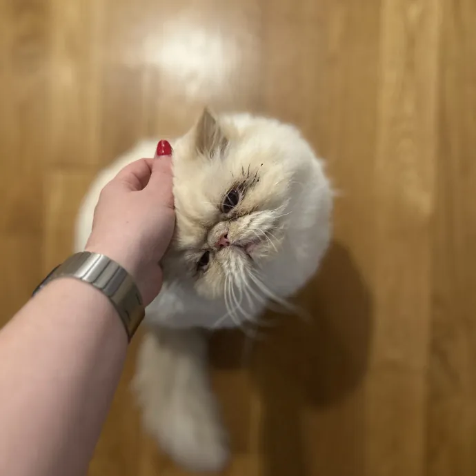 Experienced Kitty Foster