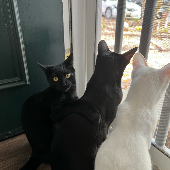 Obsessive Cataholic For Hire