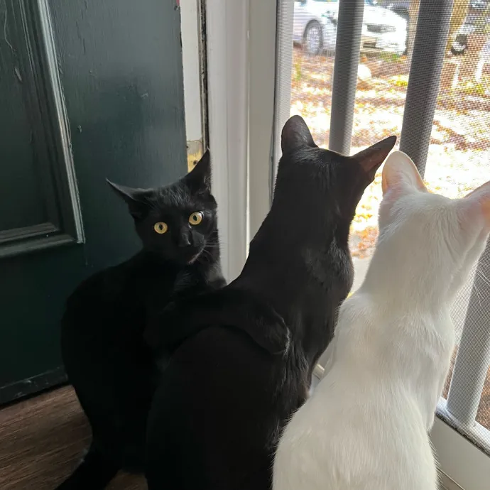 Obsessive Cataholic For Hire