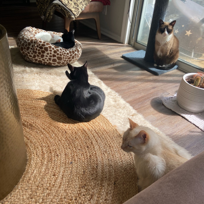 Obsessive Cataholic For Hire