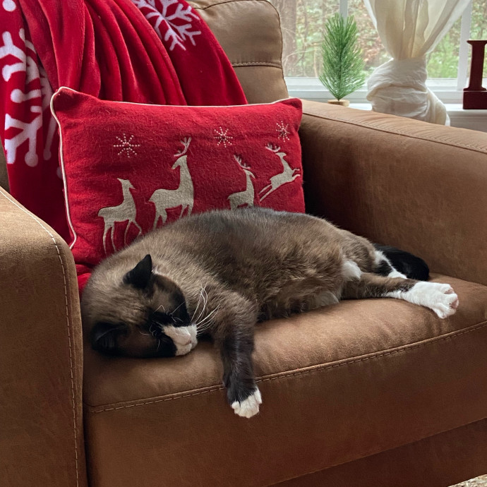 Obsessive Cataholic For Hire
