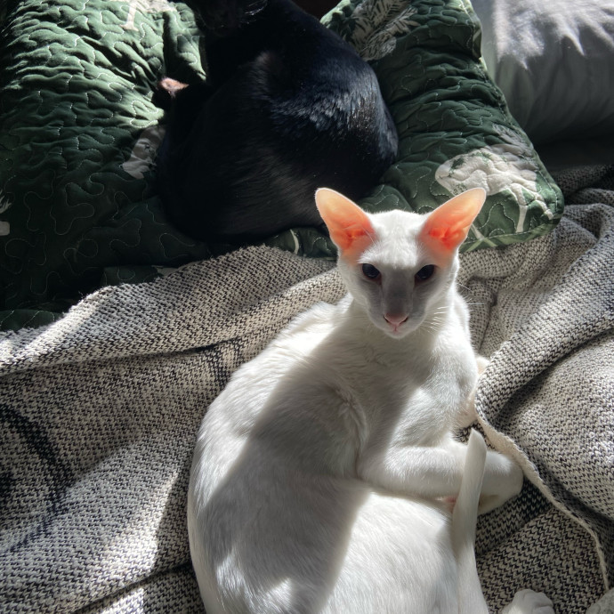 Obsessive Cataholic For Hire photo 2