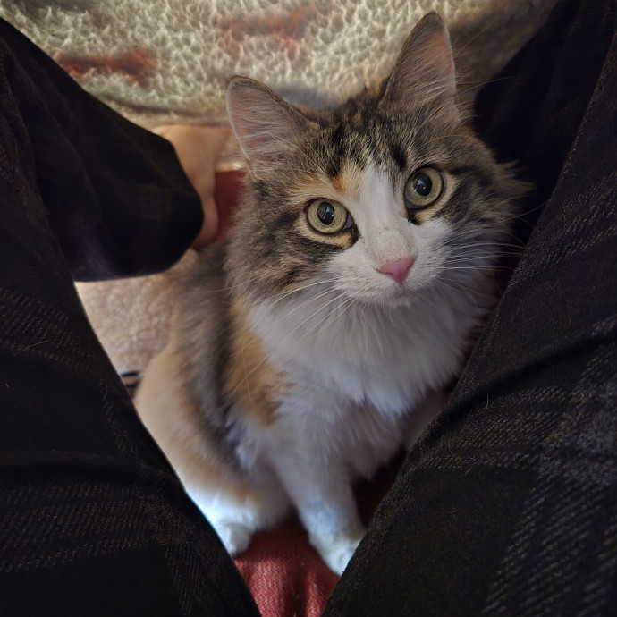 Caring Cat Caretaker