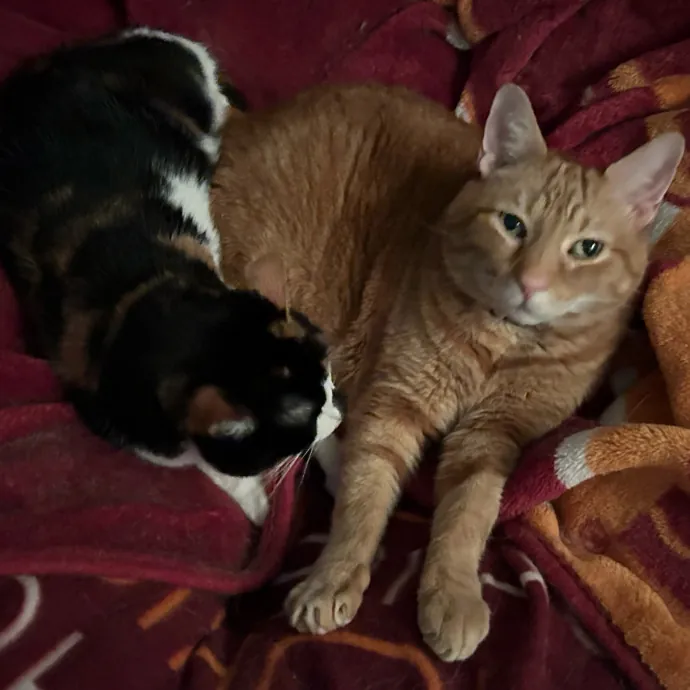 Carrollton's Cat Lady