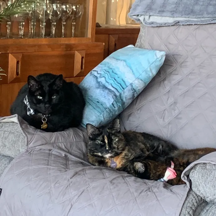 Carrollton's Cat Lady