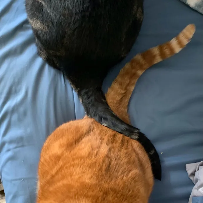 Carrollton's Cat Lady