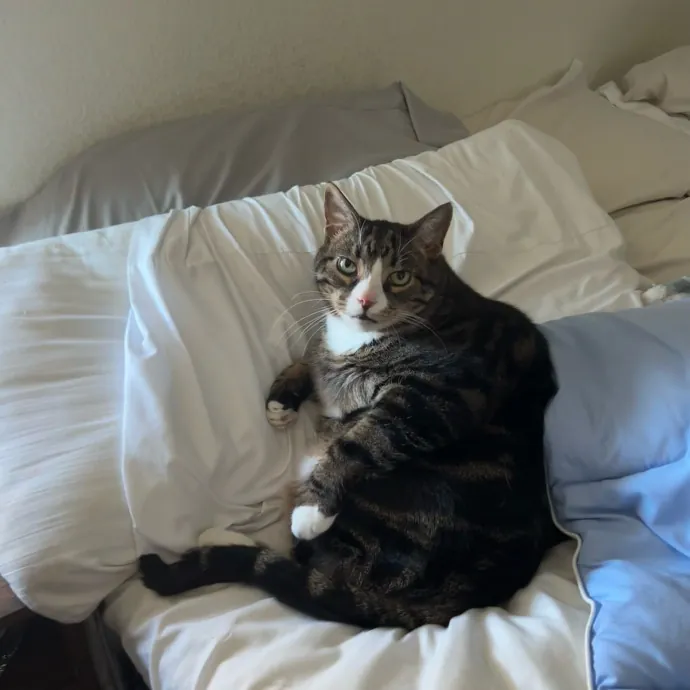 Carrollton's Cat Lady