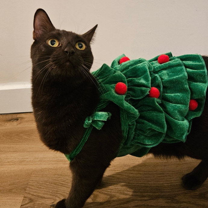 Experienced And Responsible Catsitter