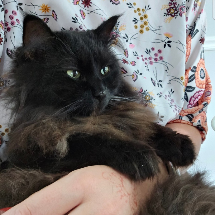 Experienced And Responsible Catsitter photo 3