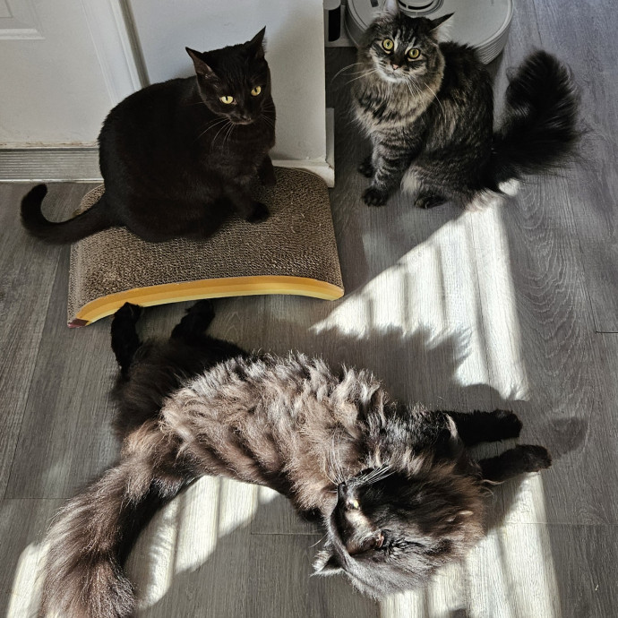 Experienced And Responsible Catsitter photo 2