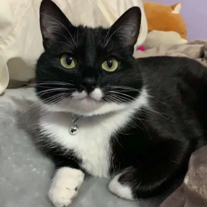 Cat Loving Nursing Student