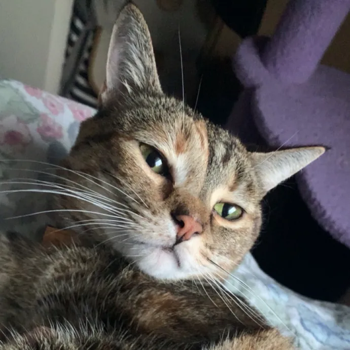 Cat Loving Nursing Student