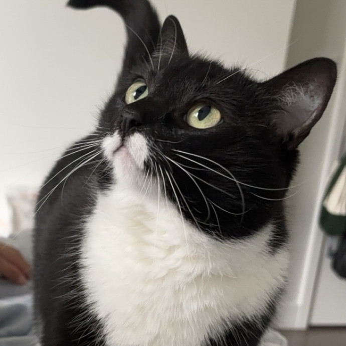 Cat Loving Nursing Student