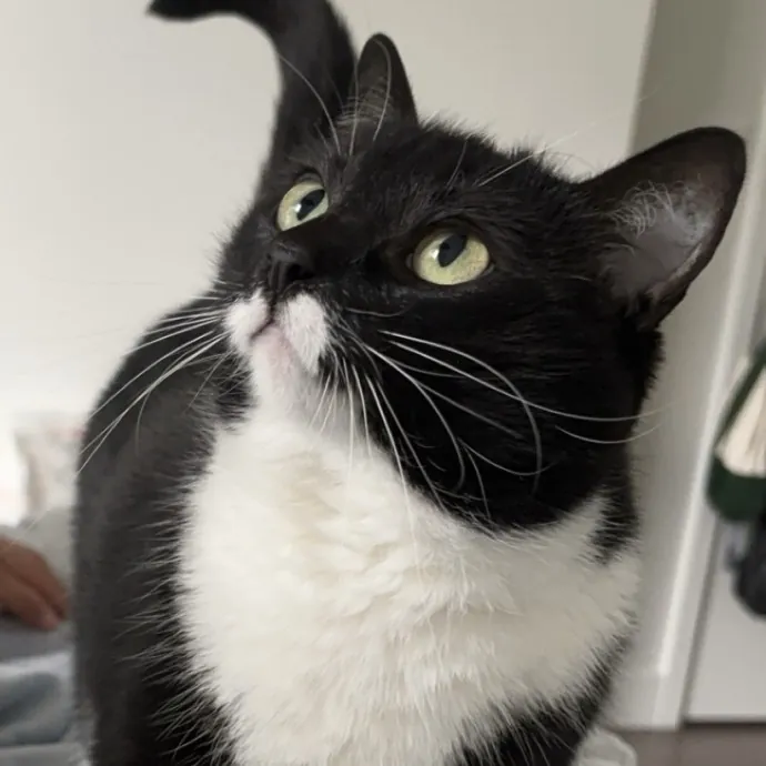 Cat Loving Nursing Student photo 4