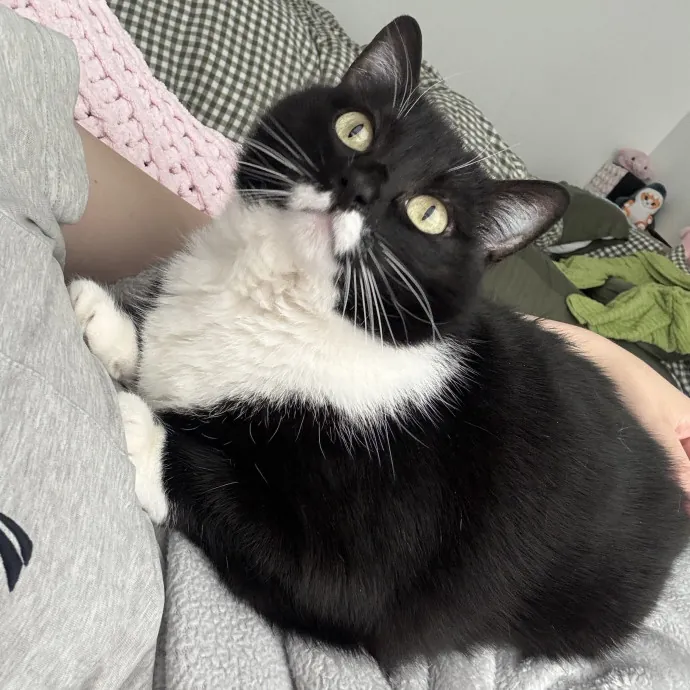 Cat Loving Nursing Student photo 3