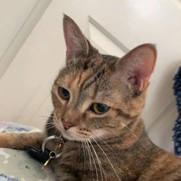 Cat Loving Nursing Student photo 2