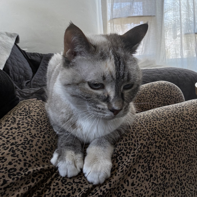 Martha's Kitty Services