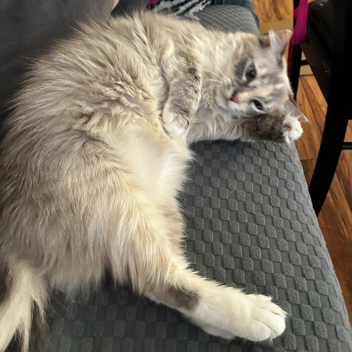 Martha's Kitty Services