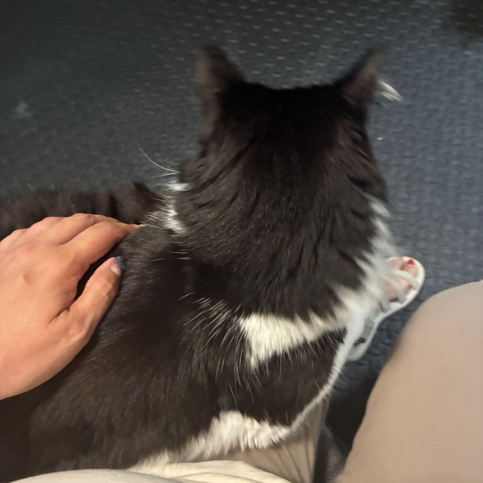 Martha's Kitty Services