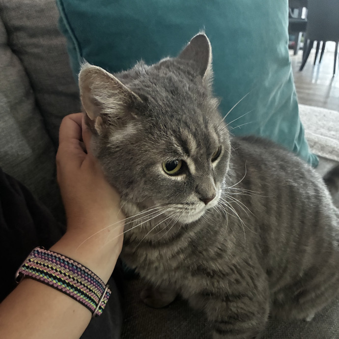 Martha's Kitty Services