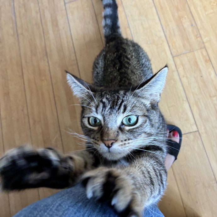 Martha's Kitty Services