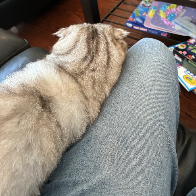 Martha's Kitty Services photo 3