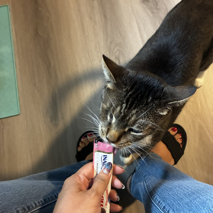 Martha's Kitty Services photo 2