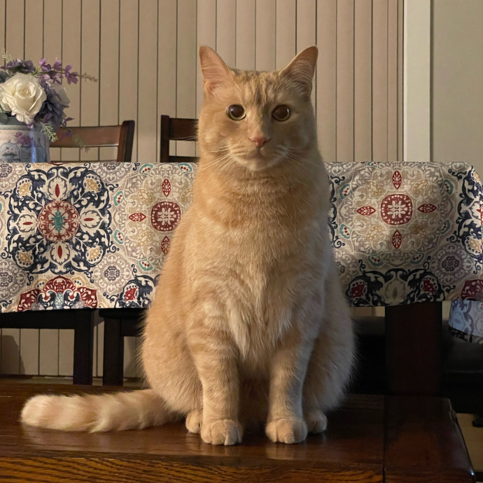 Kind Paws With Hannah