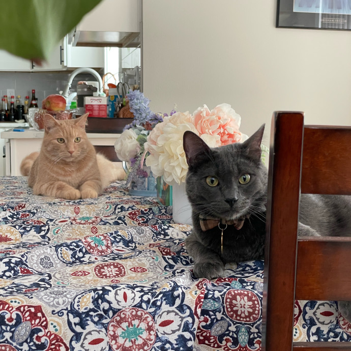Kind Paws With Hannah