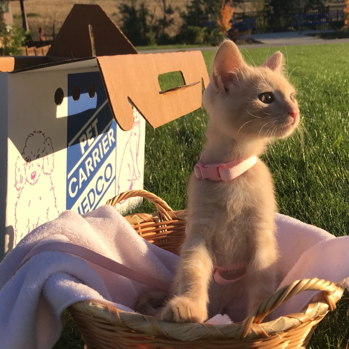 Kind Paws With Hannah